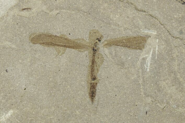 Detailed Crane Fly (Tipulidae) Fossil - Green River Formation #244697